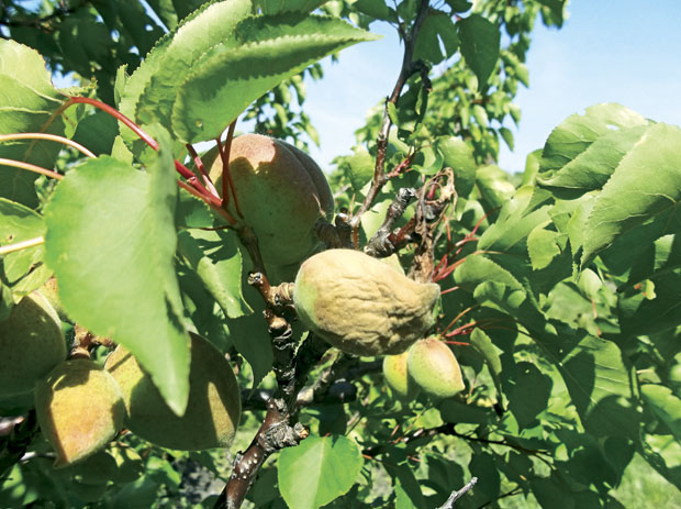 Како до здравог плода коштичавог воћа